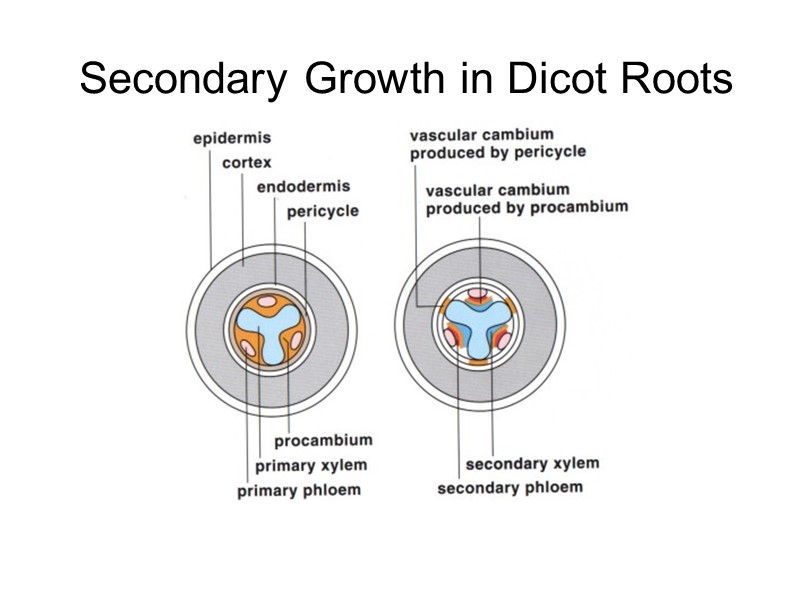 Secondary Growth in Dicot Roots